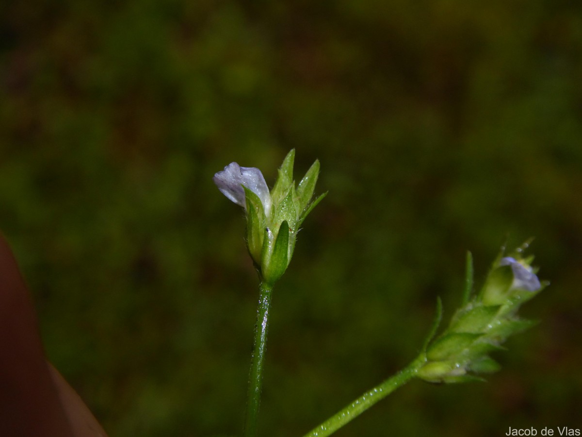 Rungia pectinata (L.) Nees